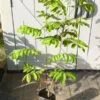 Buy Grafted Pulasan Fruit Tree