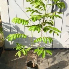 Buy Grafted Pulasan Fruit Tree
