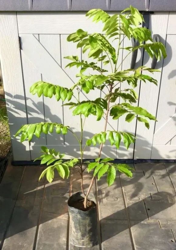 Buy Grafted Pulasan Fruit Tree