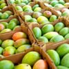 Tropical Mangos Fruit Box