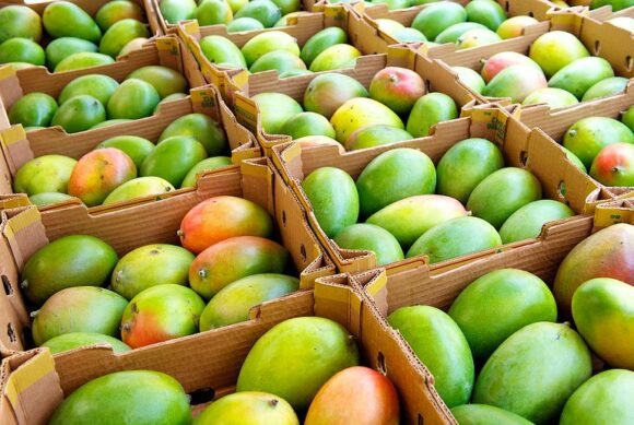 Tropical Mangos Fruit Box