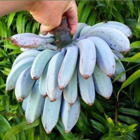 Order Blue java ice cream banana
