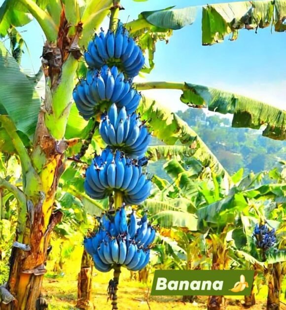 Blue Java banana for Sale