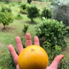 Order Abiu Fruit Box 2025