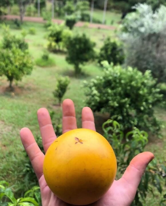 Order Abiu Fruit Box 2025