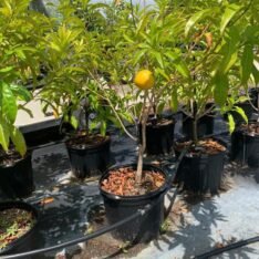 Abiu Fruit Grow guide