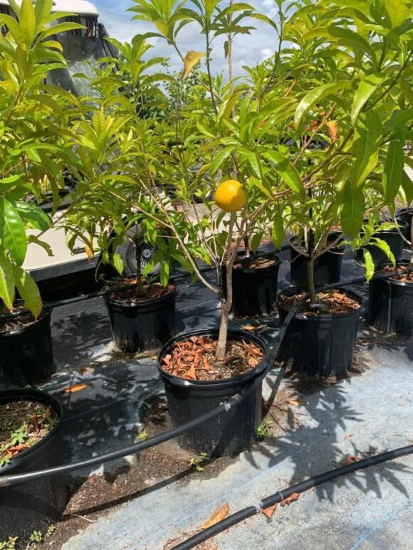 Abiu Fruit Grow guide