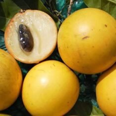 Pouteria Caimito