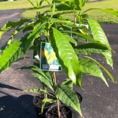 Premium Grafted Abiu Tree