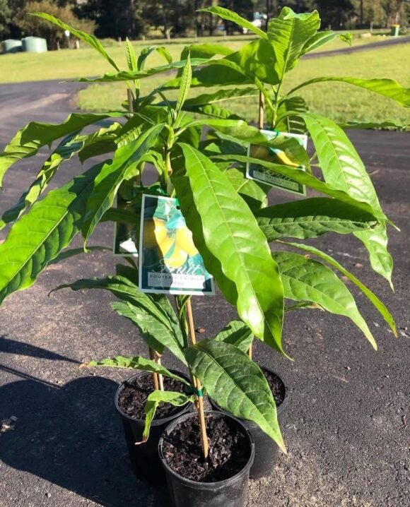 Premium Grafted Abiu Tree