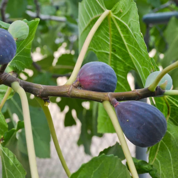 Black Mission Fig Fruit Box