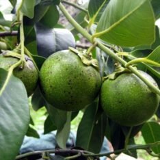 Black Sapote Fruit Box