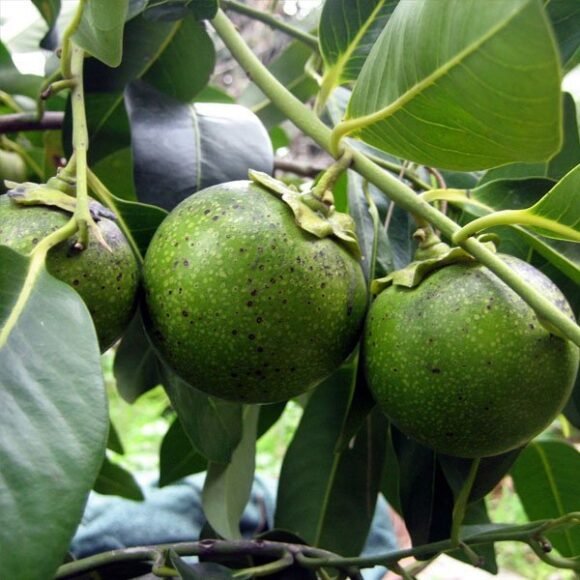 Black Sapote Fruit Box