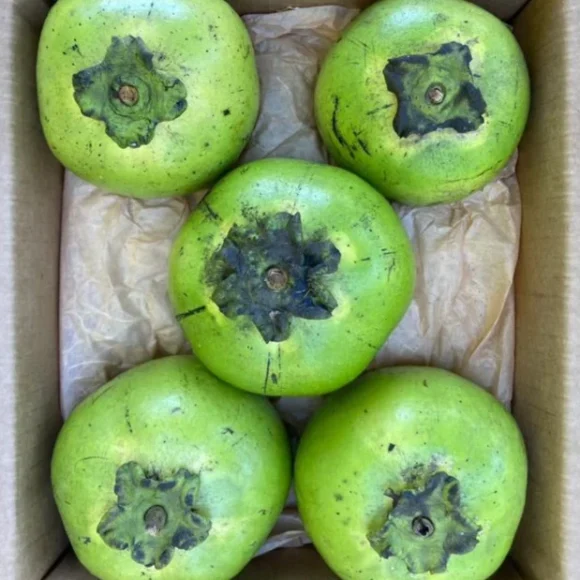 Black Sapote Fruit Box