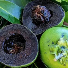 Black Sapote Fruit Box