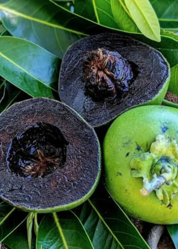 Black Sapote Fruit Box