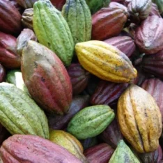 Cacao Fruit Box