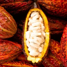 Cacao Fruit Box