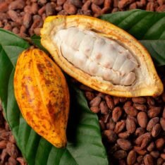Cacao Gift Fruit Box