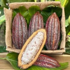 Cacao Gift Fruit Box