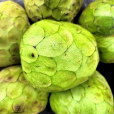 Cherimoya Fruit Box