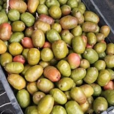 Buy Ciruela Jacote Near Me?