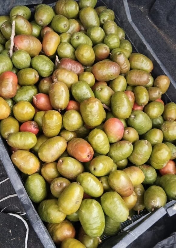 Buy Ciruela Jacote Near Me?