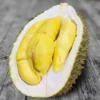 Durian fruit box