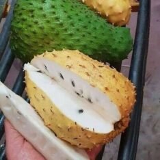 Golden Soursop Fruit Box