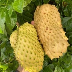 Golden Soursop Fruit Box