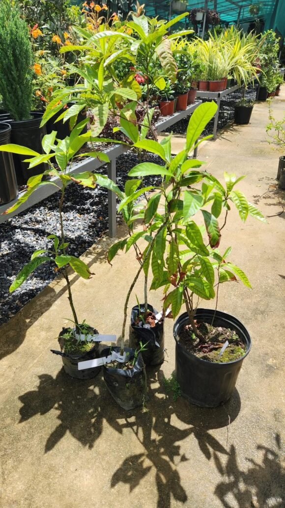Grafted Abiu Fruit plant