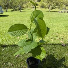 Exotic Fruits Seedlings