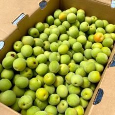 Green Spanish Plum Fruit Box