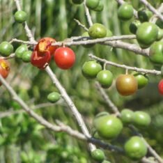 Green Spanish Plum Fruit Box