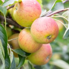 Hidden Rose Apples Fruit Box