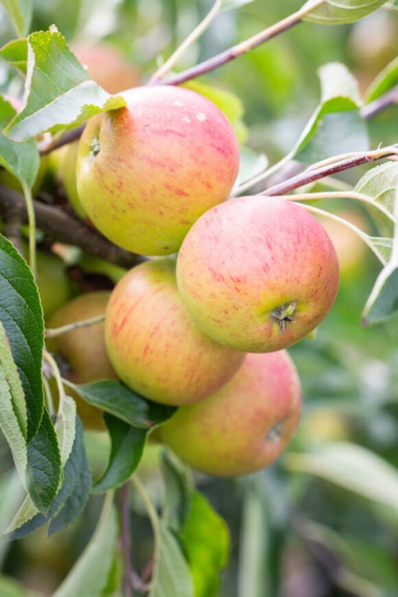Hidden Rose Apples Fruit Box