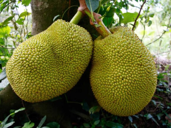 Jackfruit Tropical Fruit Box