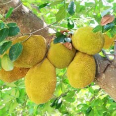 Jackfruit Tropical Fruit Box