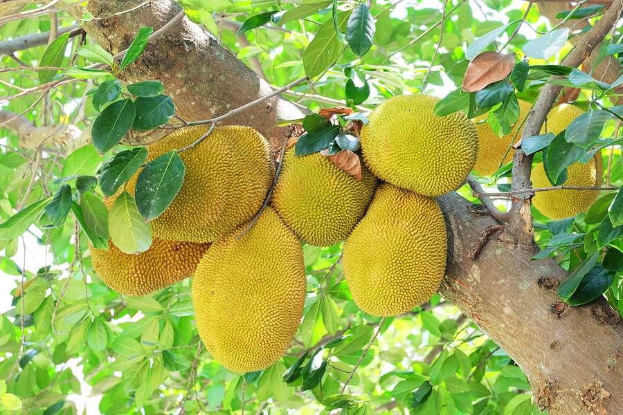 Jackfruit Tropical Fruit Box