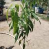 Miyazaki Mango Grafted Plants USA
