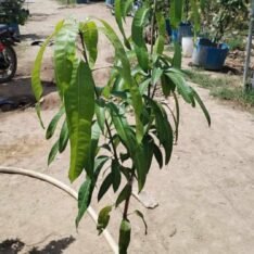 Miyazaki Mango Grafted Plants USA