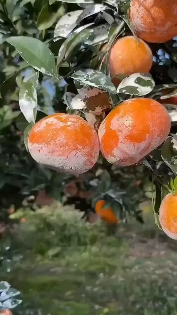 Buy Japanese Jelly Orange Fruit Box USA | Tropical Fruits Delivery - Image 3