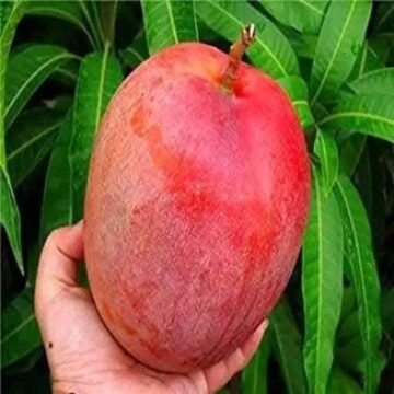 Japanese luxury fruit