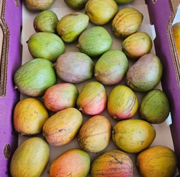 Julie Mango Tropical Fruit Box