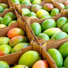 Julie Mango Tropical Fruit Box