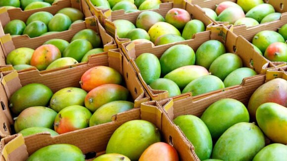Julie Mango Tropical Fruit Box