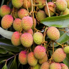 Lychee Tropical Fruit Box