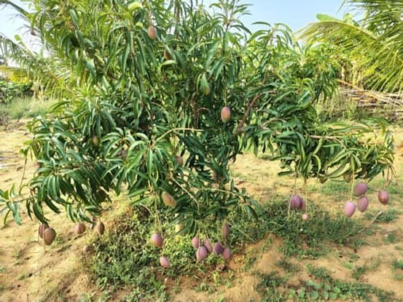 Miyazaki mangoes Fruit Tree