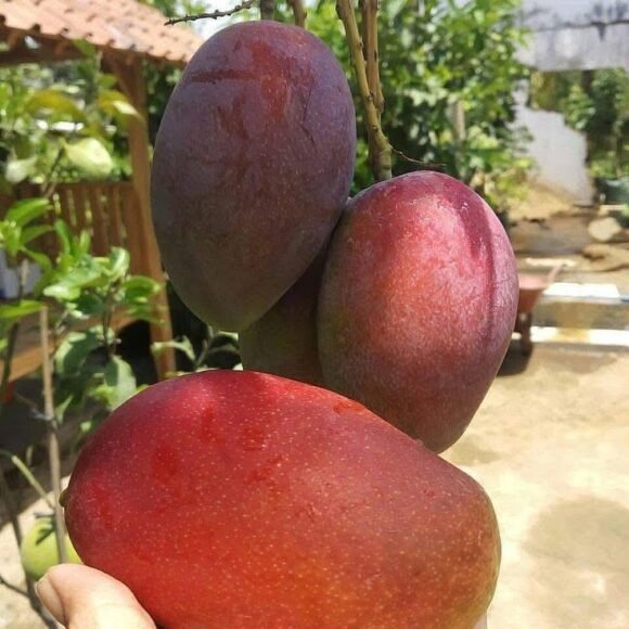 Buy Miyazaki Mango Fruit Box | Premium Japanese mango USA | Taiyo No Tamago - Image 2