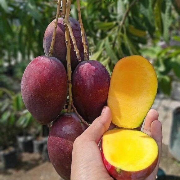 Miyazaki mangoes for sale near me